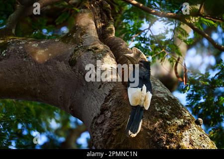 Fauna selvatica Uganda. Boscocca bianca e nera, Bycanistes subcylindricus, grande uccello bianco e nero nell'habitat naturale della foresta. hornbi grigio-cheeked Foto Stock