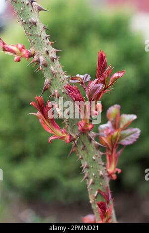 Primo piano di rosa sparare con spine che crescono da un cespuglio di rosa. Nuove foglie giovani su una rosa. Risveglio primaverile della natura. Giardinaggio. Foto Stock