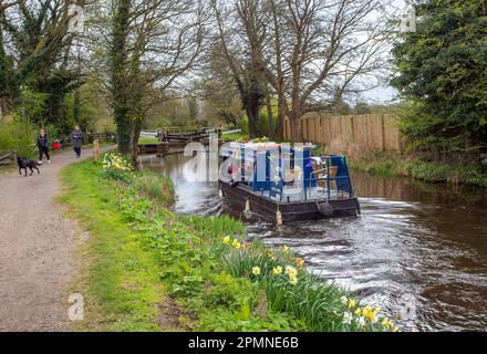 Canal narrowboat, Pride of Ripon fare gite in barca di piacere lungo il canale Ripon, North Yorkshire in primavera passato narcisi crescere sul sentiero Foto Stock