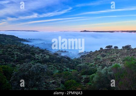 Paesaggio in Sierra de Andújar, alba blu con nebbia di zolle. Stagione verde invernale in Andalusia in Spagna. Colline withs alberi e nebbia. Freddo giorno in Foto Stock