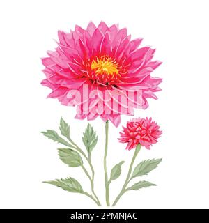 Fiori di crisantemo acquerello di colore rosso e rosa. Illustrazione floreale dipinta a mano isolata su sfondo bianco. Può essere utilizzato come elemento per noi Illustrazione Vettoriale