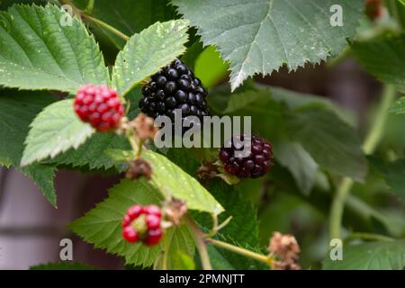 Bacche biologiche che crescono in un giardino. messa a fuoco selettiva. Mazzo di frutti di bosco. Foto Stock