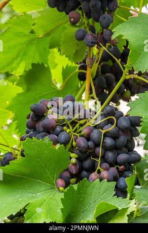 Le uve mature crescono su cespugli. Mazzo di uve prima della vendemmia. Foto Stock