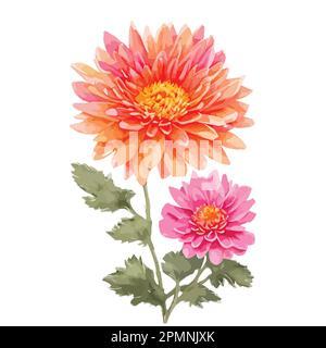 Fiori di crisantemo acquerello di colore arancione e rosa. Illustrazione floreale dipinta a mano isolata su sfondo bianco. Può essere utilizzato come elemento per Illustrazione Vettoriale
