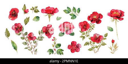 Grande collezione con rose selvatiche, fiori acquerelli rossi di bellezza con foglie. Elementi grafici per l'estate, la primavera, il matrimonio Illustrazione Vettoriale