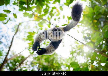Madagascar fauna selvatica, foresta di Monkley salto mosca salto. Lemure bianco e nero, Varecia variegata, specie minacciate endemiche dell'isola di Madaga Foto Stock