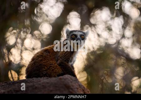 Madagascar fauna selvatica, scimmia. Lemur con coda ad anello, Lemur catta, con fondo verde chiaro. Animale da Madagascar, Africa, occhi arancioni. Mammale eveni Foto Stock