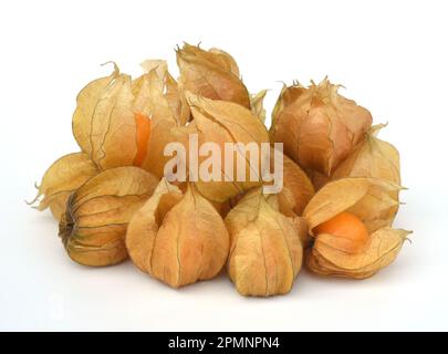 Kapstachelbeere, Physalis peruviana, nach dem botanischen Gattungsnamen oft Physalis, aber auch Andenbeere, Andenkirsche und Peruanische Blasenkirsche Foto Stock