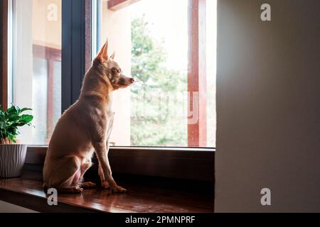 Solo cane pureed Toy Terrier si siede sul davanzale e guardando fuori dalla finestra. Foto Stock