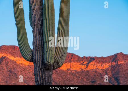 Primo piano di un cactus saguaro (Carnegiea gigantea) con la luce del sole dorata del crepuscolo che proietta una sfumatura arancione sulle montagne sullo sfondo e... Foto Stock