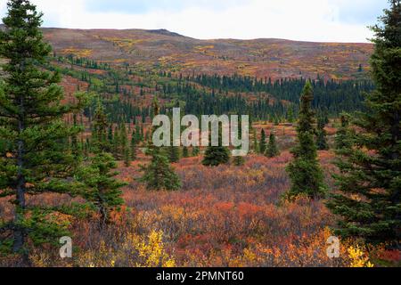 I meravigliosi colori autunnali della tundra in sfumature di giallo, arancione e rosso nel Denali Park, Alaska, Stati Uniti d'America Foto Stock