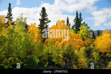 Splendidi colori autunnali al punto di osservazione nell'area ricreativa del fiume Little Tonsina lungo la Richardson Highway, Alaska, Stati Uniti d'America Foto Stock