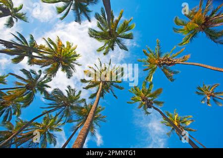 Vista delle palme da cocco (Cocos nucifera) contro un cielo blu nello storico Kapuaiwa Royal Coconut Grove Foto Stock