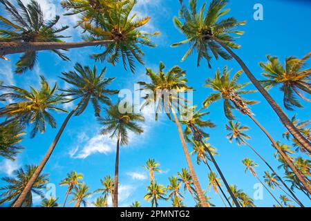 Vista delle palme da cocco (Cocos nucifera) contro un cielo blu nello storico Kapuaiwa Royal Coconut Grove Foto Stock