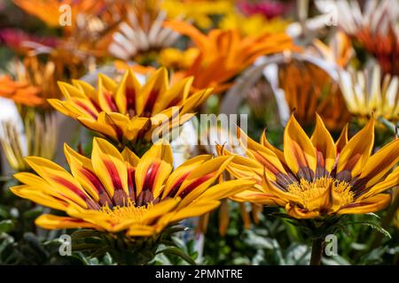 Gazania rigens o daisy africano o Gazania o fiori del tesoro primo piano in colori diversi su uno sfondo sfocato. Fiori da giardino Foto Stock
