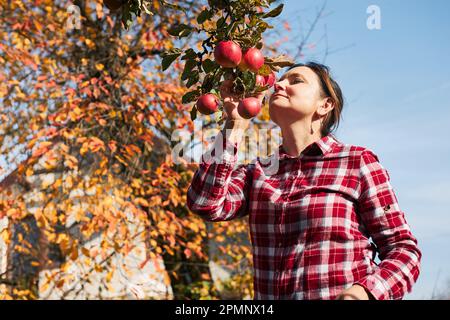 Donna che raccoglie mele mature in fattoria. Coltivatore che grabbing mele da albero in frutteto. Frutta fresca e sana pronta per la stagione autunnale. Agricolo Foto Stock