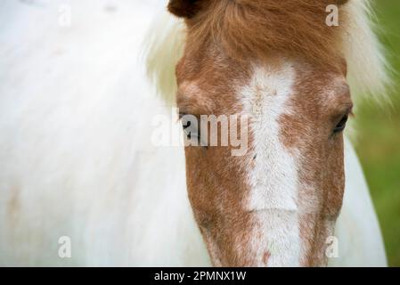 Ritratto di un cavallo islandese; Islanda Foto Stock
