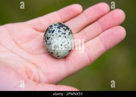 Persona che detiene un uovo di Terna artica sull'isola Flatey, Islanda; Islanda Foto Stock