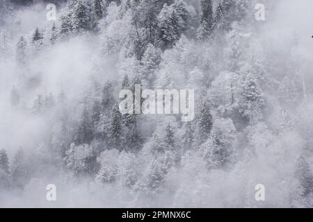 Tempesta invernale copre la foresta di abeti e abeti alla fine di gennaio vicino a Newfound Gap, Great Smoky Mountain National Park, North Carolina, Stati Uniti Foto Stock