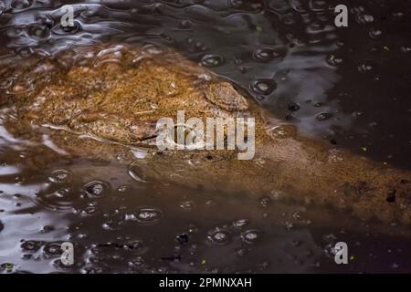 Coccodrillo in acqua dolce con gocce di pioggia; Queensland, Australia Foto Stock