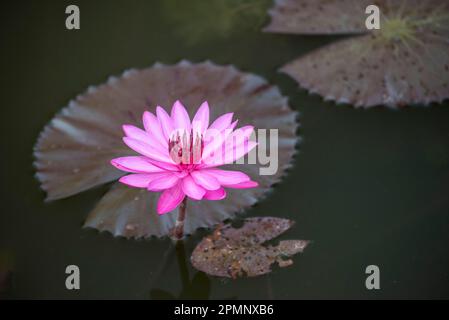 Fiore di loto in uno stagno di Angkor Wat; Siem Reap, Angkor, Cambogia Foto Stock