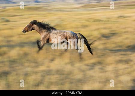 Mustang galoppa nel Theodore Roosevelt National Park, North Dakota, Stati Uniti d'America; North Dakota, Stati Uniti d'America Foto Stock