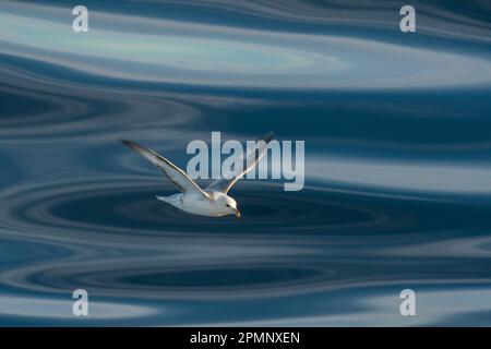 Gull sorvola mari calmi; Ilulissat, Groenlandia Foto Stock