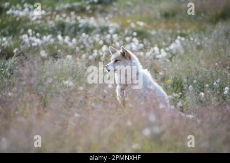Ritratto di un cane della Groenlandia (Canis lupus familiaris), una grande razza di cane, seduto in un campo di fiori selvatici; Ilulissat, Groenlandia Foto Stock