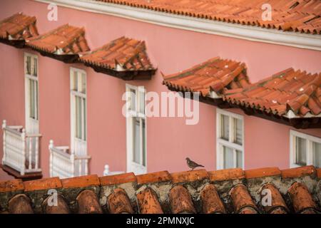 Dettaglio architettonico di edifici e un piccione nella città murata di Cartagena; Cartagena, Bolivar, Colombia Foto Stock