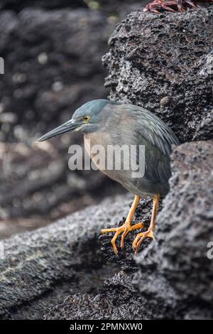 Galapagos Heron o Lava Heron (Butorides sundevalli) sull'isola di San Cristobal; Isole Galapagos, Ecuador Foto Stock