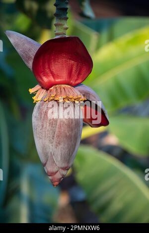 Primo piano di un fiore di banana; Myanmar Foto Stock