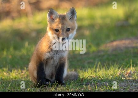 Portrait of a Red Fox kit (Vulpes vulpes); Mystic, Connecticut, Stati Uniti d'America Foto Stock