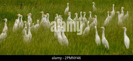 Grande gregge di accompagnatori di bestiame (Bubulcus ibis); Delta dell'Okavango, Botswana Foto Stock