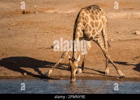 La giraffa angolana (Giraffa giraffa angolensis) beve in un acquario nel parco nazionale di Etosha; Okaukuejo, Kunene, Namibia Foto Stock