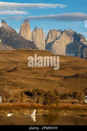 Cigni dal collo nero (Cygnus melancoryphus) e torri di granito nel Parco Nazionale Torres del Paine; Patagonia, Cile Foto Stock