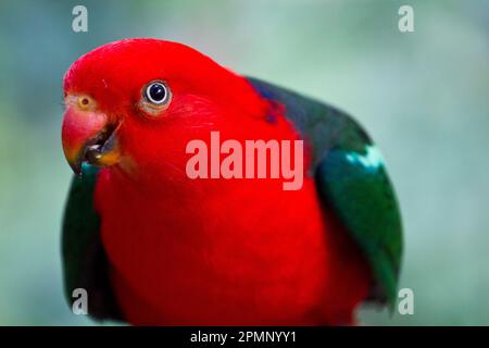 Ritratto ravvicinato di un pappagallo di Eclectus (Eclectus roratus); Australia Foto Stock