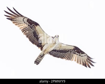 Osprey (Pandion haliaetus) volando sopra la testa; Groton, Connecticut, Stati Uniti d'America Foto Stock