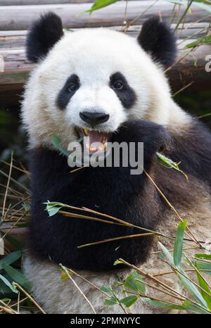 Panda gigante (Ailuropoda melanoleuca) presso il Centro di ricerca Panda; Chengdu, Cina Foto Stock