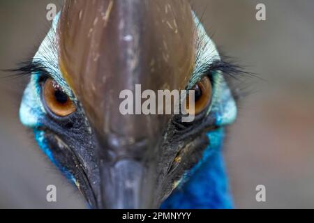 Primo piano di un cassowary meridionale (casuarius casuarius johnsonii), un uccello senza volo; Australia Foto Stock