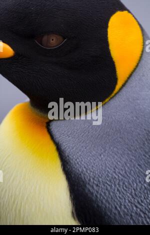 Primo piano estremo di King Penguin (Aptenodytes patagonicus) affronta e piume a Saint Andrews Bay sull'Isola della Georgia del Sud; South Georgia Island Foto Stock