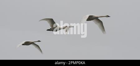 I cigni trombettieri (Cygnus buccinator) volano in un cielo coperto sopra Inside Passage, Alaska, Stati Uniti d'America Foto Stock