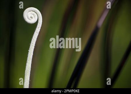 Spianamento di fronde di felce di Fiddlehead; Costa Rica Foto Stock