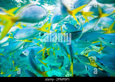 Scuola densamente affollata di Yellowtail fusiliers (Caesio cuning); Repubblica di Palau Foto Stock