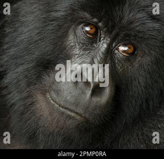 Ritratto di un gorilla di montagna (Gorilla beringei beringei) dal gruppo Hirwa nel Parco Nazionale dei Vulcani; Ruanda Foto Stock