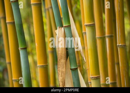 Gambi di bambù; Ruanda Foto Stock