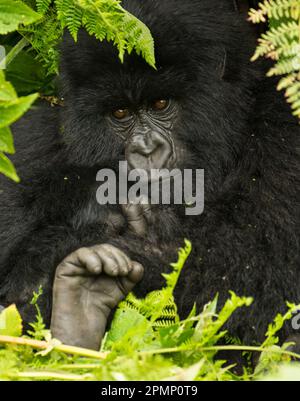 Ritratto di un gorilla di montagna (Gorilla beringei beringei) dal gruppo Hirwa nel Parco Nazionale dei Vulcani; Ruanda Foto Stock