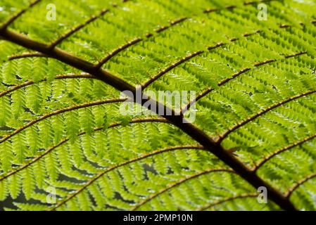 Dettaglio ravvicinato della parte inferiore di una felce d'Argento (Alsophila dealbata o Cyathea dealbata), Ponga in Maouri, una specie di albero di medie dimensioni fe... Foto Stock