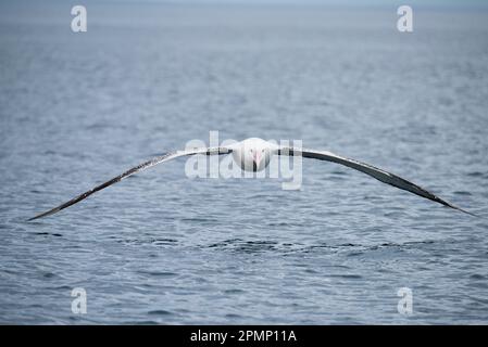 Albatross vagante (Diomedea exulans), noto anche come albatross innevato o albatro con alghe bianche, che vola in basso sopra l'acqua vicino a Kaikoura, nuovo ... Foto Stock