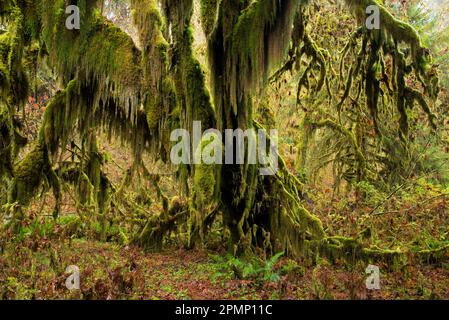 Albero d'acero a foglia d'uccello (Acer macrophyllum) coperto di muschio sul sentiero Hall of Mosses nella foresta pluviale Hoh dell'Olympic National Park, Washington... Foto Stock