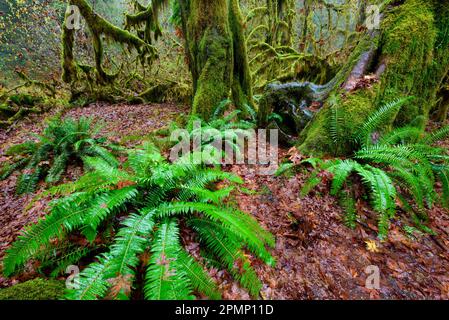 Polypodium glycyrrhiza, comunemente nota come felce liquirizia, felce a molti piedi e radice dolce, che cresce sul fondo della foresta nel Parco Nazionale Olimpico, Wa... Foto Stock